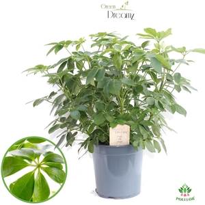 Schefflera Arboricola 21Ø 95cm