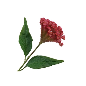 Celosia Red