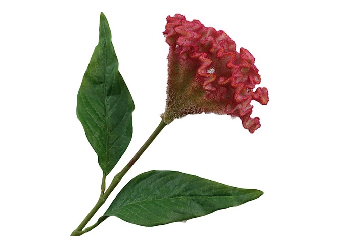 <h4>Celosia Red</h4>