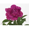 Paeo Pink Pompon