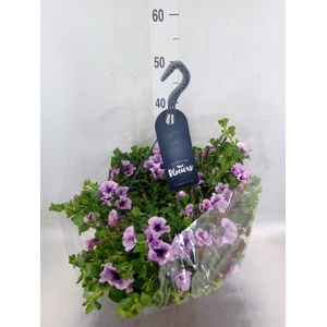 Petunia  'Surfinia'   ...