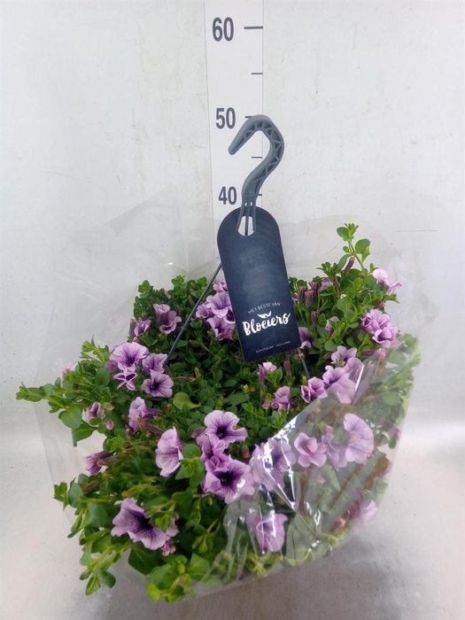 <h4>Petunia  'Surfinia'   ...</h4>