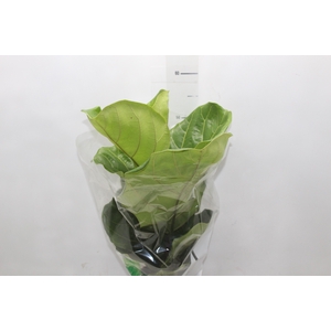 FICUS LYRATA P17
