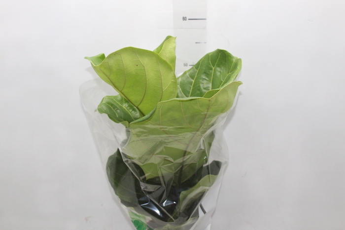 <h4>FICUS LYRATA P17</h4>