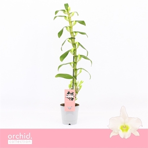 Dendrobium Nobilé, Apollon 1-spike 65+ cm 'Orchid Collection'