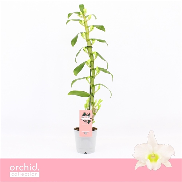 <h4>Dendrobium Nobilé, Apollon 1-spike 65+ cm 'Orchid Collection'</h4>
