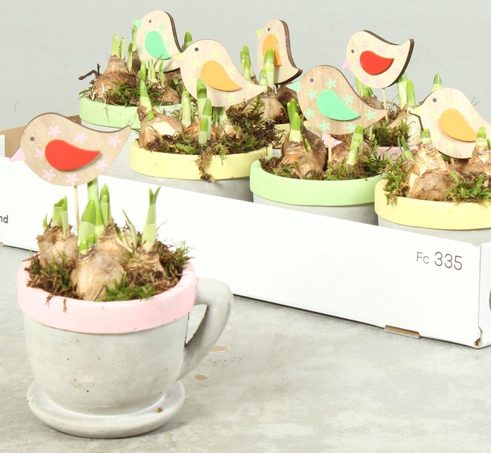 <h4>ARR NARCISSUS</h4>