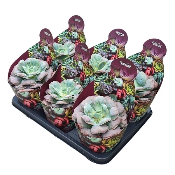 <h4>ECHEVERIA 'RAINDROPS' - POT Ø 14 - COLLECTION WITH POTCOVER (SUCCULENTEN)</h4>