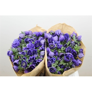 Anem Full Star Deep Blue