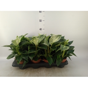 Philodendron   ...