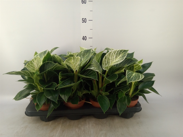 <h4>Philodendron   ...</h4>