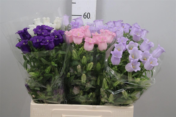 <h4>Camp Med Gemengd</h4>