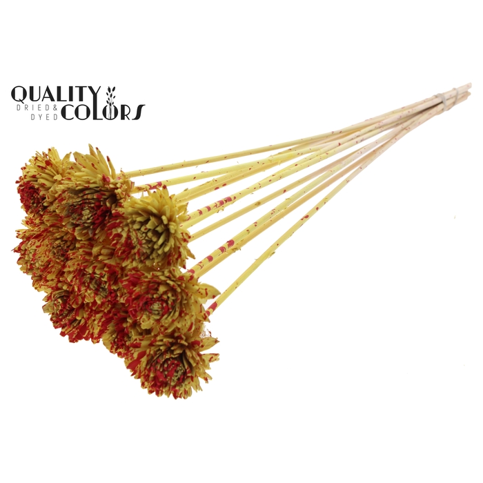 <h4>Shola Zinia 6cm on stem Splashed Yellow/Red</h4>