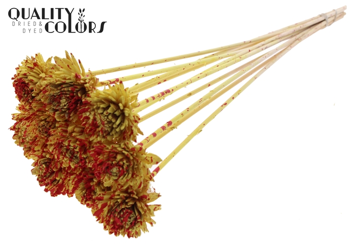 Shola Zinia 6cm on stem Splashed Yellow/Red