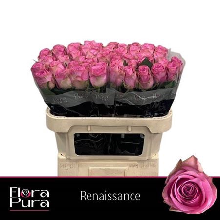 <h4>Rosa a grande fleur Renaissance</h4>