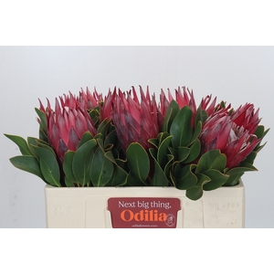PROTEA CY MADIBA