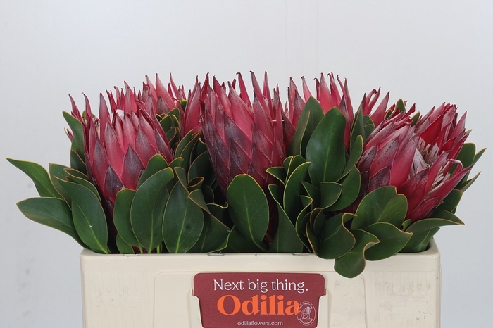 <h4>PROTEA CY MADIBA</h4>