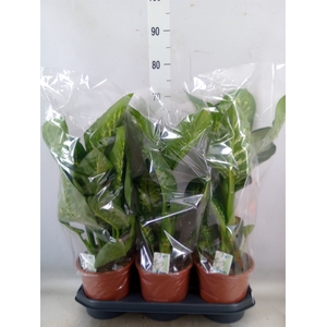 Dieffenbachia seg. 'Tropic Snow'