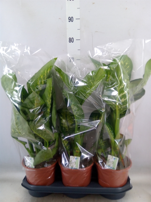 <h4>Dieffenbachia seg. 'Tropic Snow'</h4>