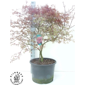 ACER PA GARNET