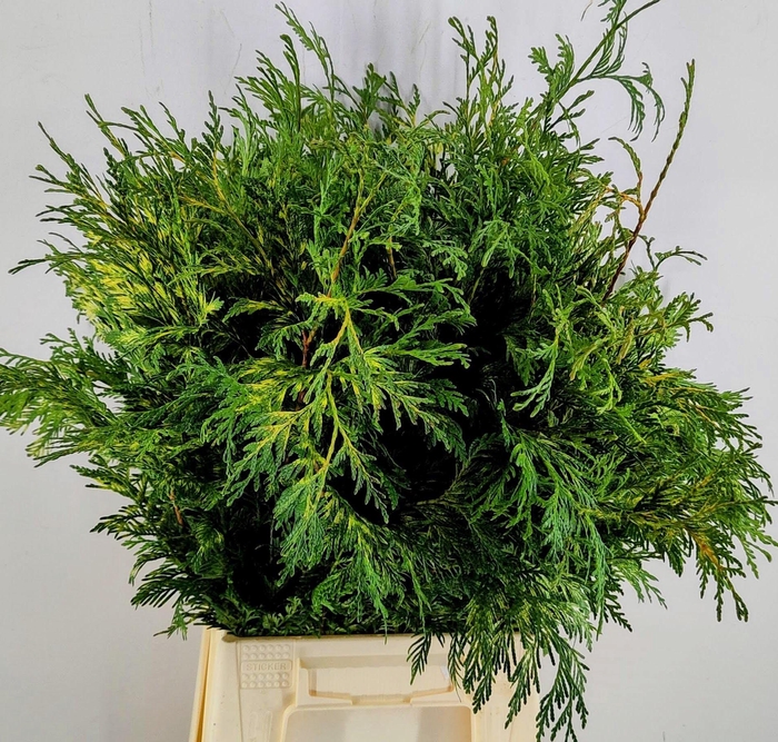 <h4>CHAMA OV BS</h4>