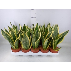 Sansevieria trifa. 'Futura Superba'