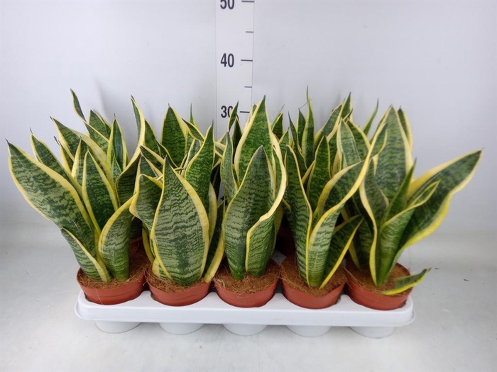 <h4>Sansevieria trifa. 'Futura Superba'</h4>