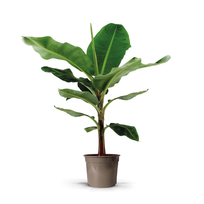 <h4>Musa Dwarf Cavendish 27C</h4>