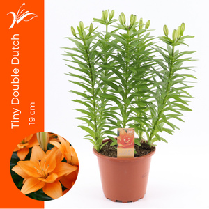 Lilium Tiny Double Dutch 19 cm (az. lelie)
