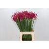 Nerine Favoriet