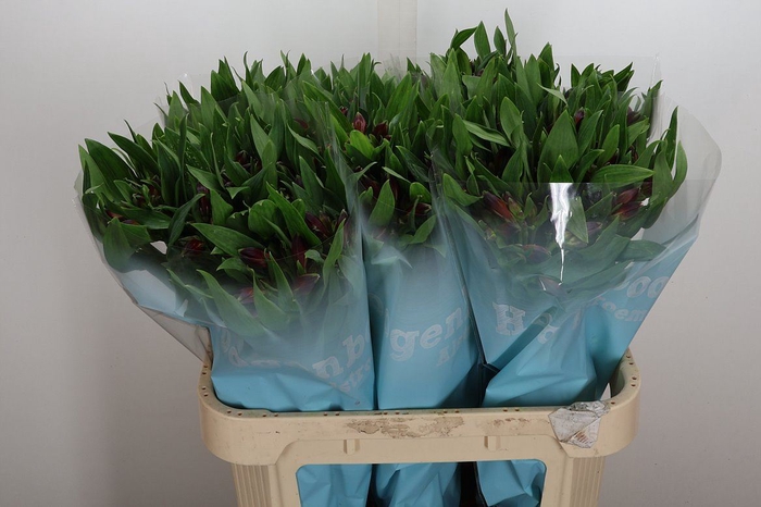 <h4>Alstroemeria  'Rockstar'</h4>