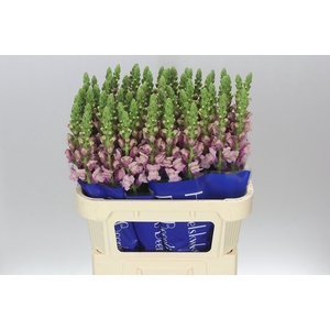 Antir Lavender Ex