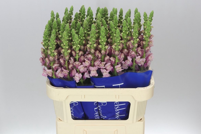 <h4>Antir Lavender Ex</h4>
