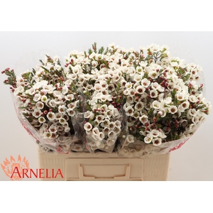 Chamelaucium Moonlight Delight