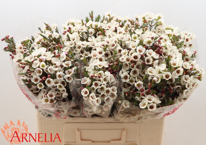 <h4>Chamelaucium Moonlight Delight</h4>
