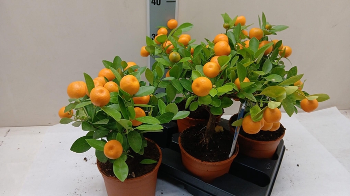 <h4>CITR MICROCARPA</h4>