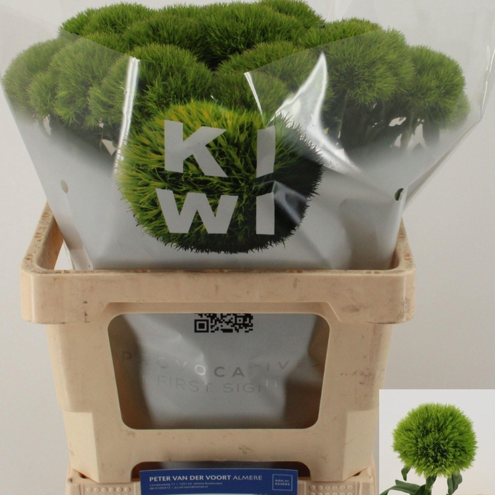 <h4>Dian. Sweet William Kiwi Mellow</h4>