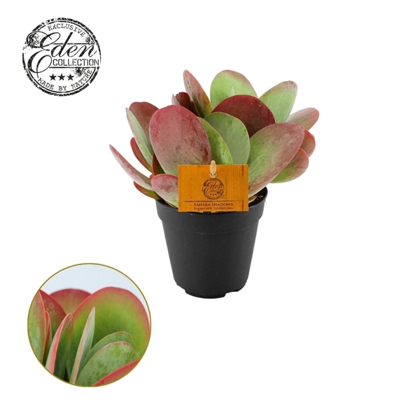 <h4>Kalanchoe Thyrsiflora 12cm</h4>