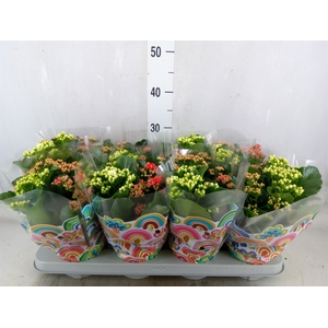 Kalanchoe blos.   ..rosebud mix/pot