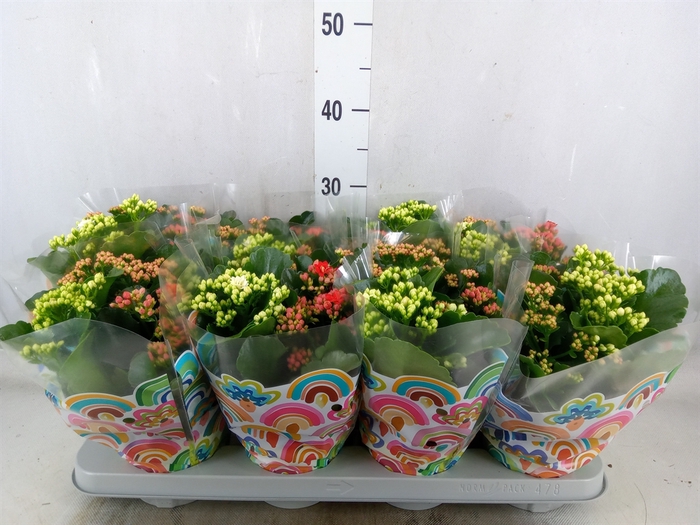 <h4>Kalanchoe blos.   ..rosebud mix/pot</h4>