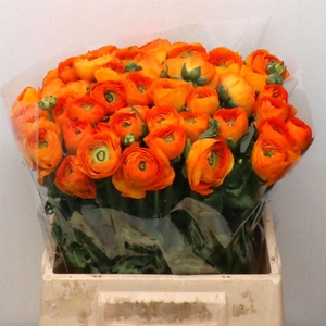 Ran Su Lambada Orange