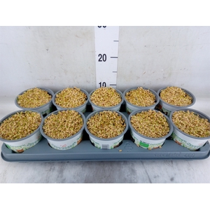 Hordeum sp.   ...kattegras zaai