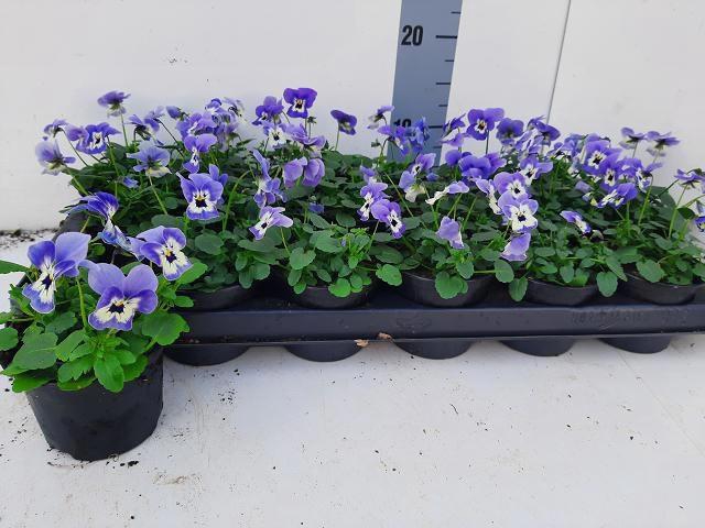 <h4>VIO CO EM MARINA</h4>