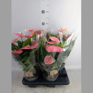 Anthurium andr. 'Sweet Dream'