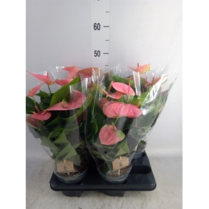 Anthurium andr. 'Sweet Dream'