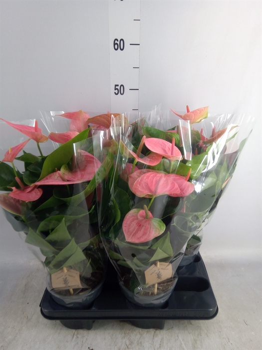 <h4>Anthurium andr. 'Sweet Dream'</h4>