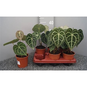 Anthurium Clarinervium
