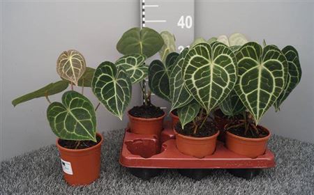 <h4>Anthurium Clarinervium</h4>