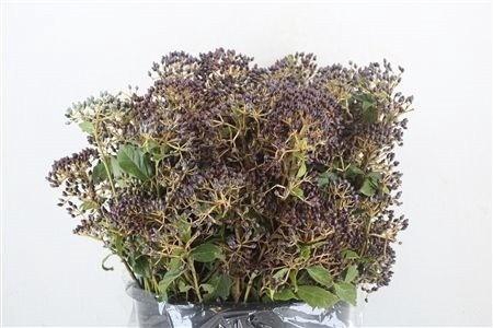 <h4>VIBURNUM MET BES BOS</h4>