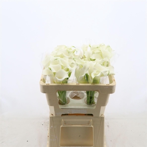 Calla Whitehorse